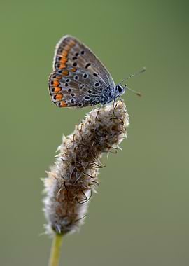 Brown Blue Butterfly on Soft Stem – Fine Art Macro Nature