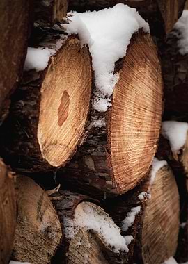 Snow-covered Stack of Cut Wood