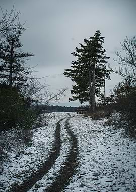 Snowy Path Through the Woods