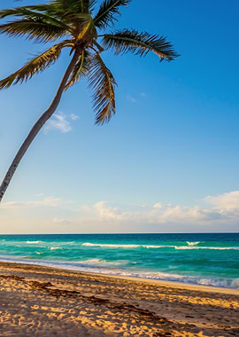 Tropical beach with palm tree
