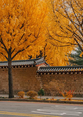 Golden Autumn Ginkgo Trees in Seoul, South Korea