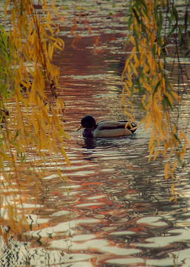 Duck swimming in a pond