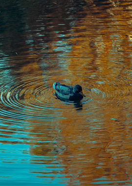 Duck swimming in rippled water