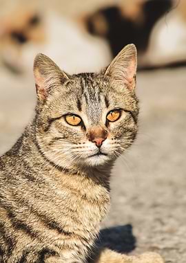 Portrait of a tabby cat