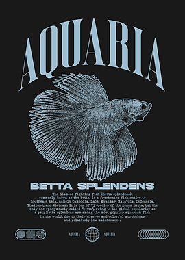 Betta Splendens Tropical Fish Keeper