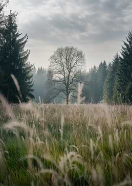Tree in a field