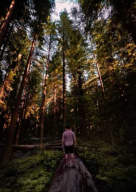 Hiking on a fallen giant - California forest sunset