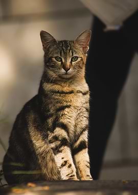 Striped Cat Portrait
