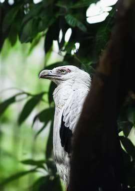 White Eagle Portrait in Green Foliage