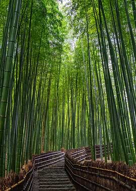 Hidden Bamboo Grove – Kyoto, Japan