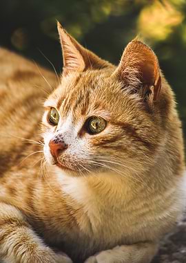 Orange Tabby Cat Portrait