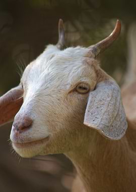 Close-up of a Goat's Head