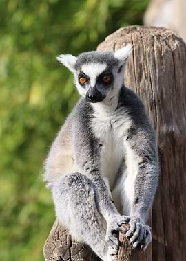 Ring-tailed Lemur Portrait