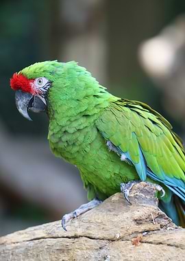 Green Parrot on a Branch