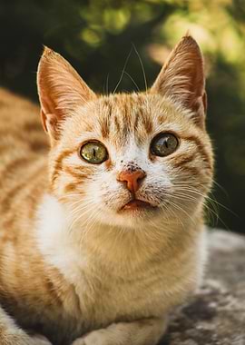 Orange Tabby Cat Portrait