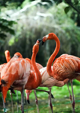 Flamingos in a Lush Green Setting