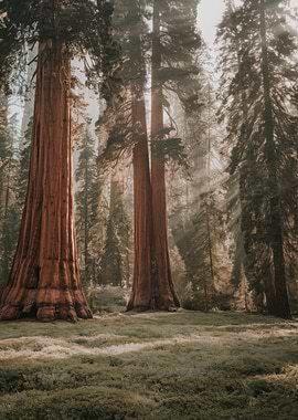 Sequoia Trees in Forest