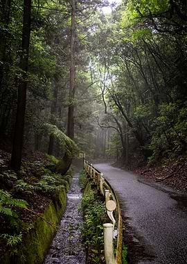 Hidden Forest Road – Kyoto Mountain Path with Stream | Japan Nature Photography