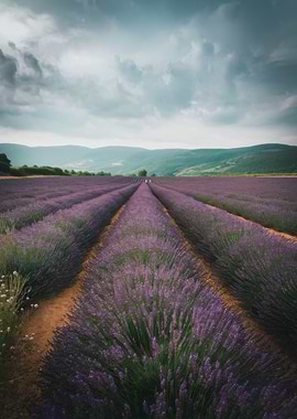 Lavender Field Under Cloudy Sky