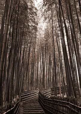 Hidden Bamboo Grove – Sepia Tone