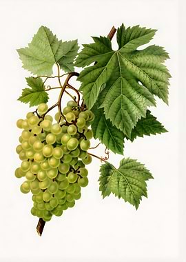 Green Grapes Botanical Illustration