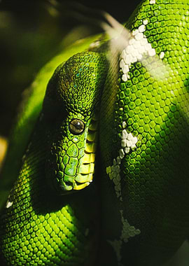 Emerald Tree Boa Close-Up