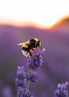 Bumblebee on Lavender at Sunset