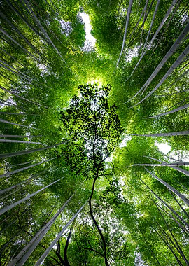 Bamboo Forest Canopy View