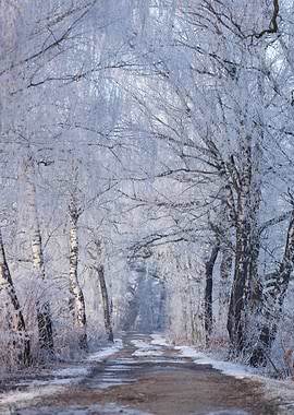 Winter Frosty Forest Path