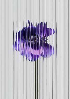 Purple Anemone Flower with Vertical Lines