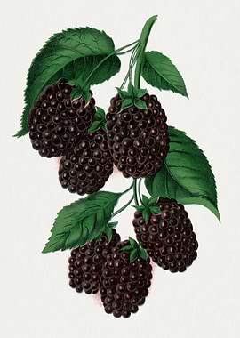 Blackberry Branch Botanical Illustration