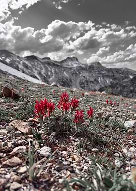 Splash of color in the mountains