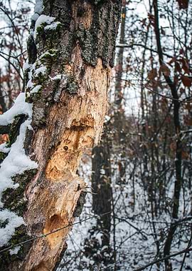 Snowy Tree Trunk in Winter Forest