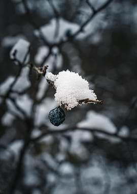 Winter Berry with Snow