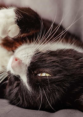 Sleeping Cat Close-Up