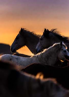 Horses at Sunset