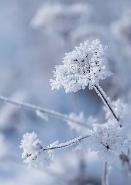 Frosty Winter Plant, Art Photography