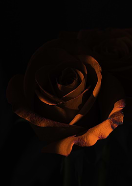 Dramatic Orange Rose