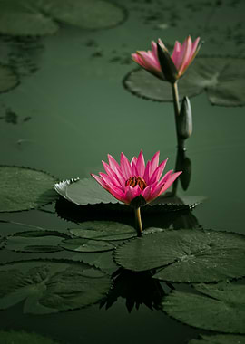 Pink Lotus Flowers in a Pond