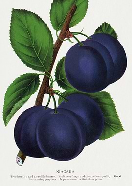 Niagara Plums Botanical Illustration