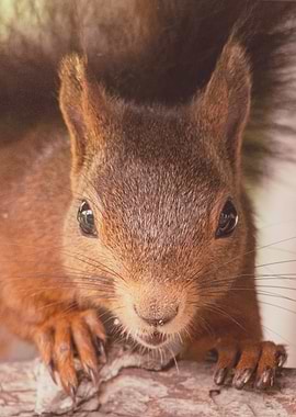 Close-up of a Red Squirrel