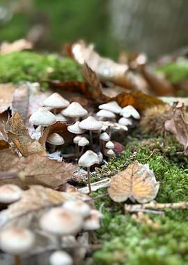 Mushroom Cluster in Forest Setting