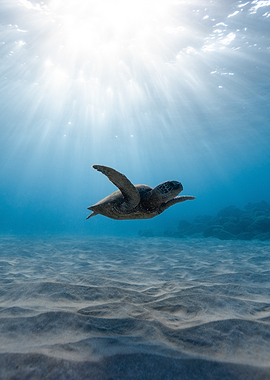 Sea Turtle Swimming Underwater