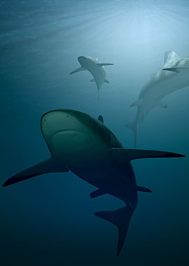 Sharks swimming in the deep ocean