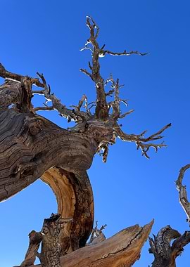 Ancient Bristlecone Pine Against Blue Sky