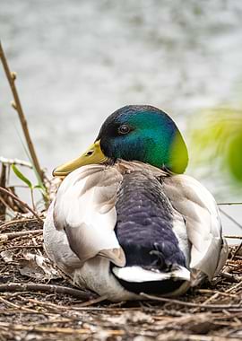 Resting Mallard Duck Portrait