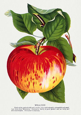 Wealthy Apple Vintage Illustration