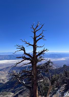Lone Tree on Mountain Peak