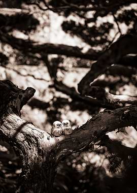 Daruma Spirits – Sepia Forest Edition