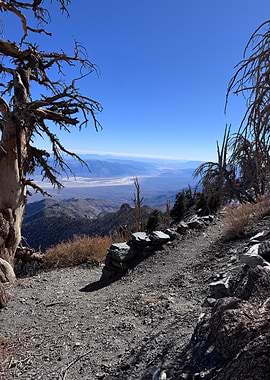 Mountain View with Dead Trees